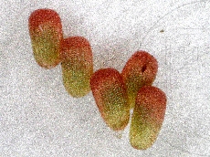 Agriopis marginaria яйца